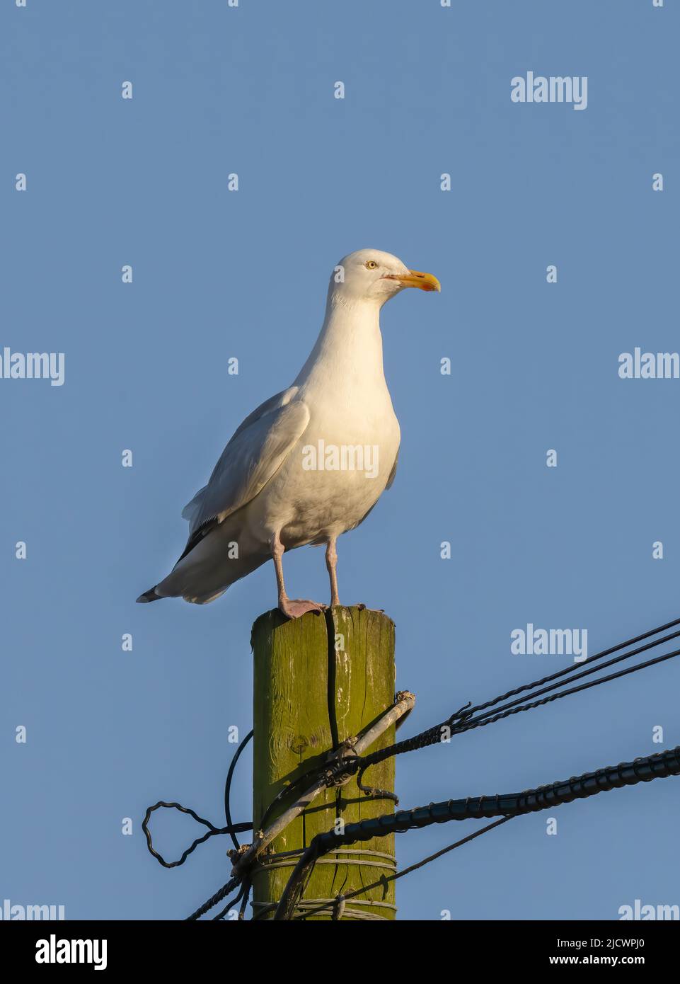 Un Goéland argenté européen (Larus argentatus), perché sur un poteau et photographié contre un ciel bleu Banque D'Images