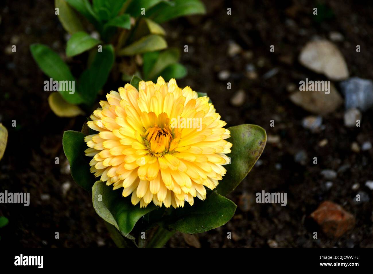 Single Lemon/Yellow Pot Marigold Calendula officinalis 'bon Yellow' Flower Grown at RHS Garden Harlow Carr, Harrogate, Yorkshire, Angleterre, Royaume-Uni Banque D'Images