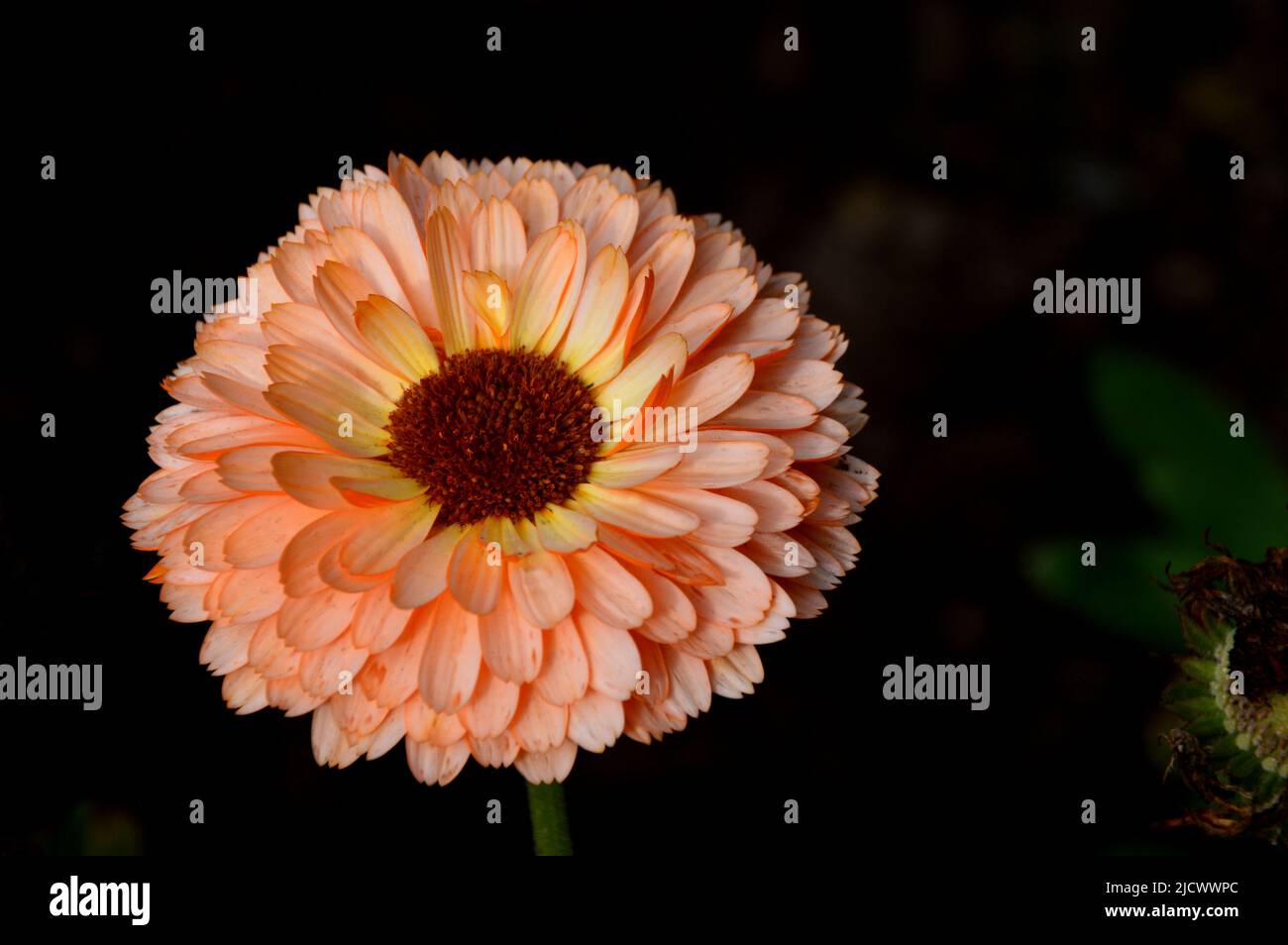 Pot simple rose-jaune Marigold Calendula officinalis 'Pink surprise' Flower Grown at RHS Garden Harlow Carr, Harrogate, Yorkshire, Angleterre, Royaume-Uni. Banque D'Images