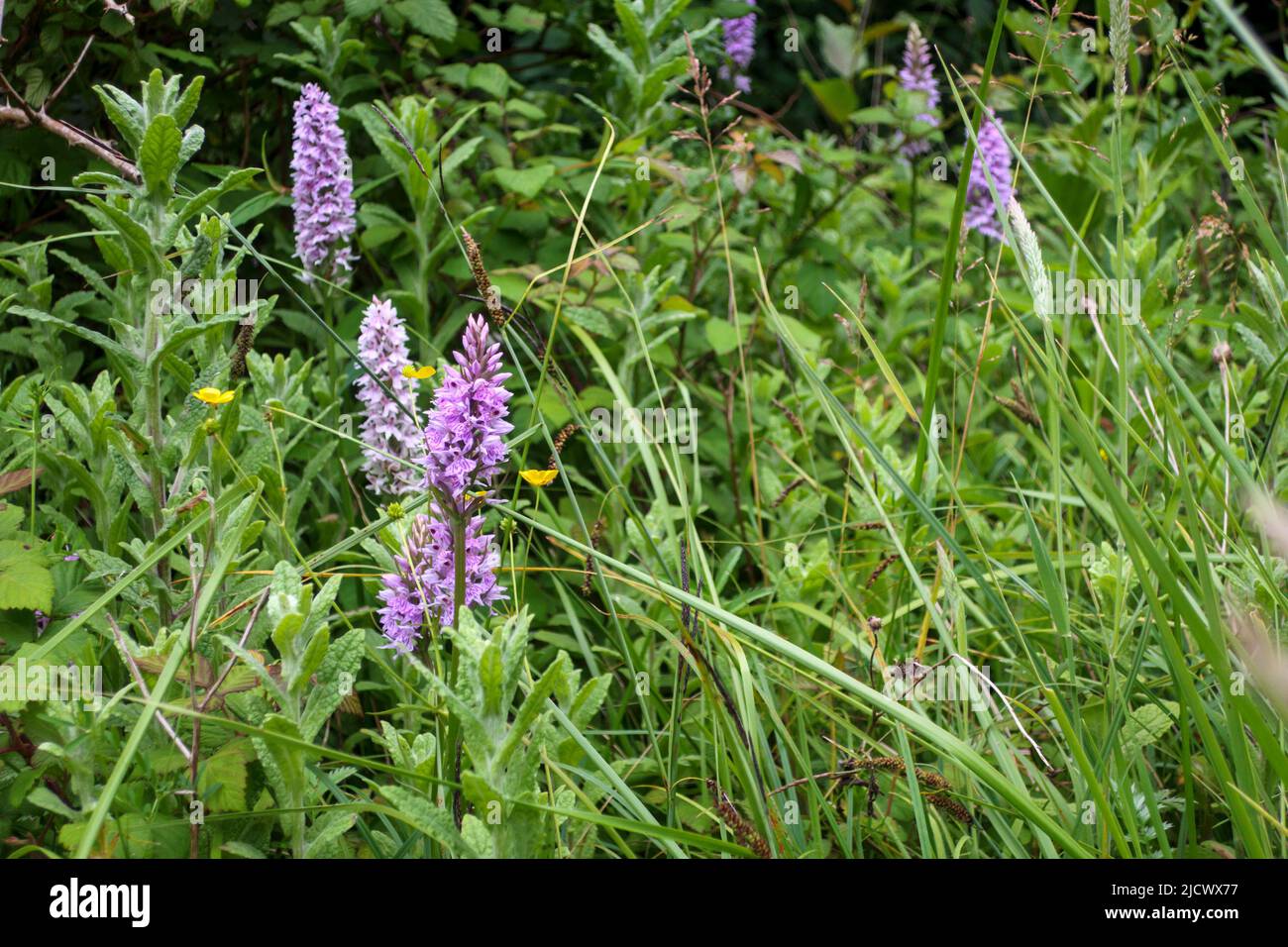 Orchidée tachetée commune (Dactylorhiza fuchsii), bord de route, Sussex, Royaume-Uni Banque D'Images Orchidée tachetée commune (Dactylorhiza fuchsii), bord de route, Sussex, Royaume-Uni Banque D'Images