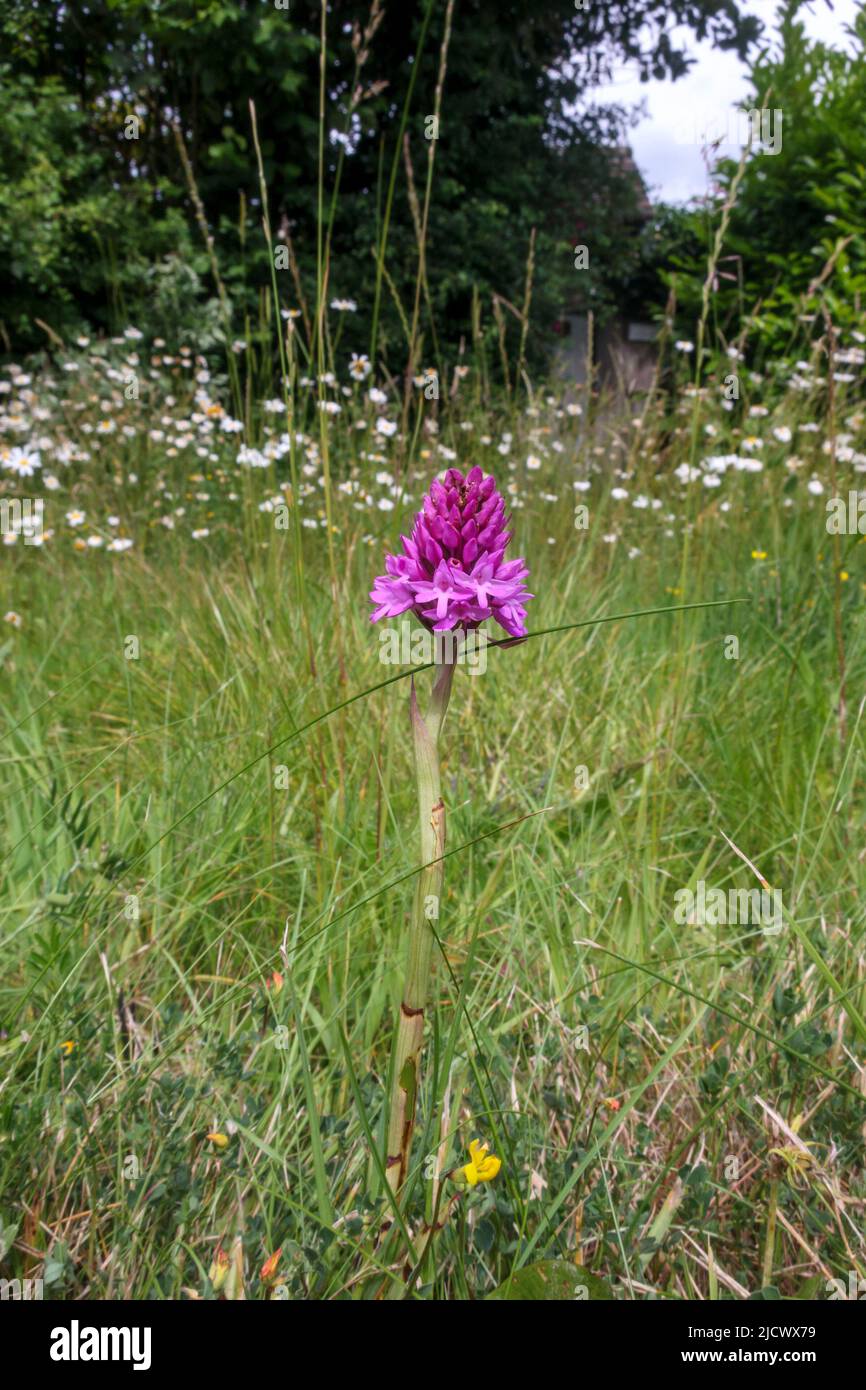 Orchidée pyramidale (Anacamptis pyramidalis) au bord de la route, Sussex, Royaume-Uni Banque D'Images Orchidée pyramidale (Anacamptis pyramidalis) au bord de la route, Sussex, Royaume-Uni Banque D'Images