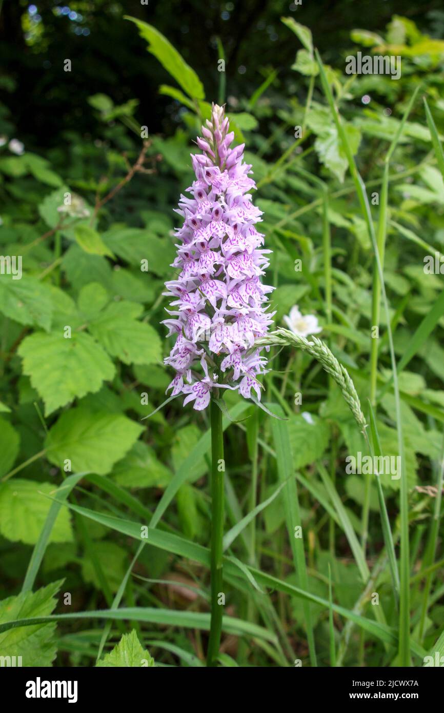 Orchidée tachetée commune (Dactylorhiza fuchsii), bord de route, Sussex, Royaume-Uni Banque D'Images Orchidée tachetée commune (Dactylorhiza fuchsii), bord de route, Sussex, Royaume-Uni Banque D'Images