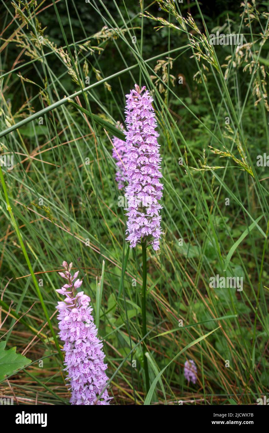 Orchidée tachetée commune (Dactylorhiza fuchsii), bord de route, Sussex, Royaume-Uni Banque D'Images Orchidée tachetée commune (Dactylorhiza fuchsii), bord de route, Sussex, Royaume-Uni Banque D'Images