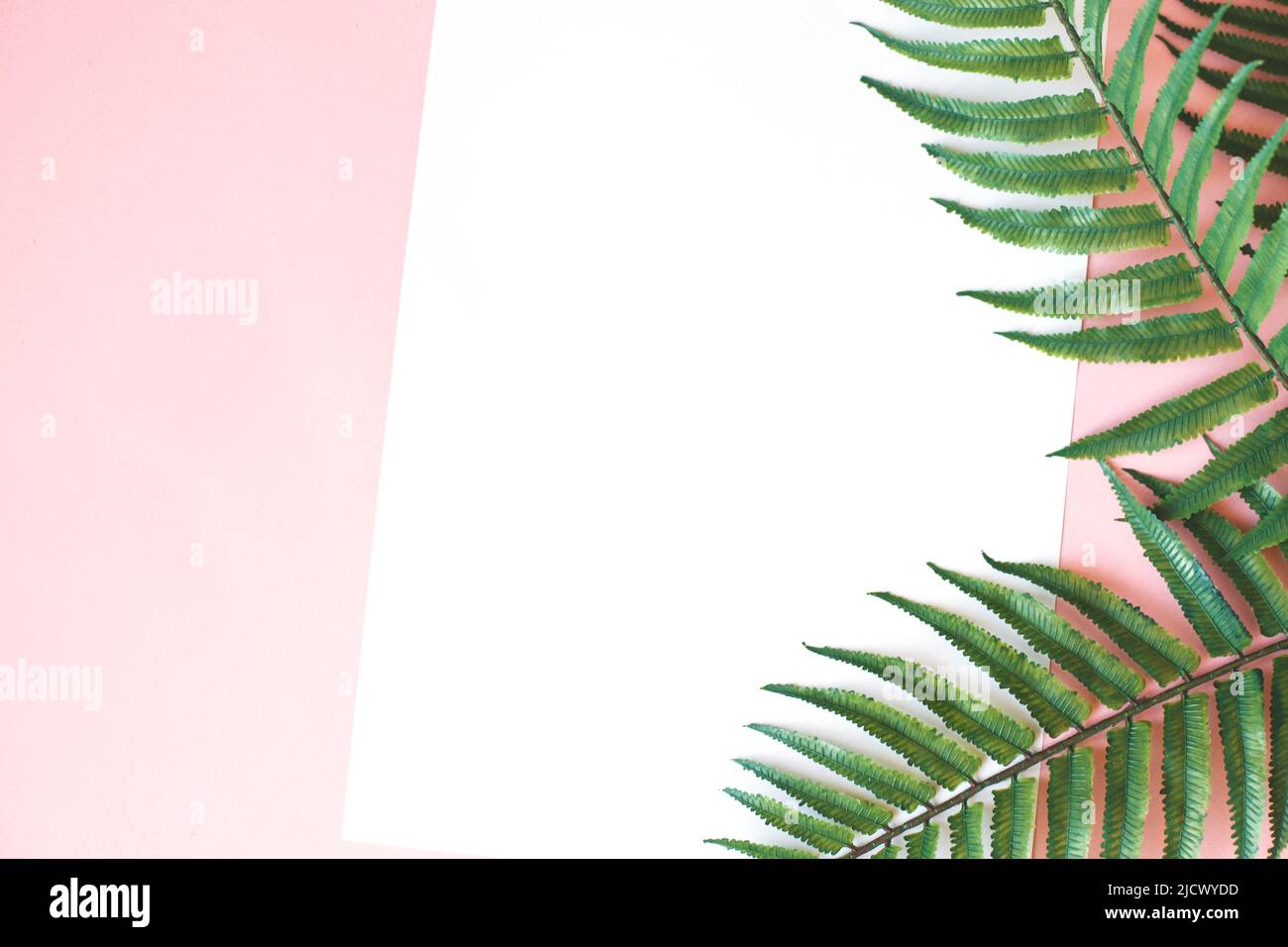feuilles vertes de palmier sur fond rose vif. espace de copie. votre texte Banque D'Images