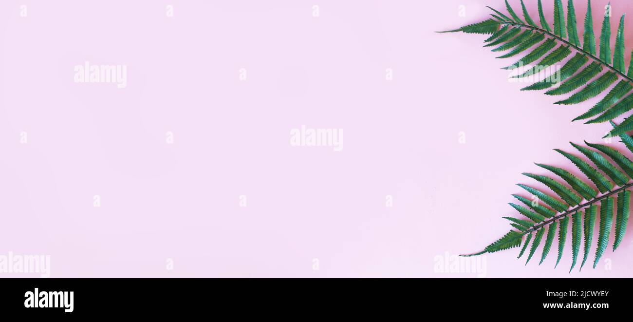 feuilles vertes de palmier sur fond rose vif. espace de copie. votre texte. bannière Banque D'Images