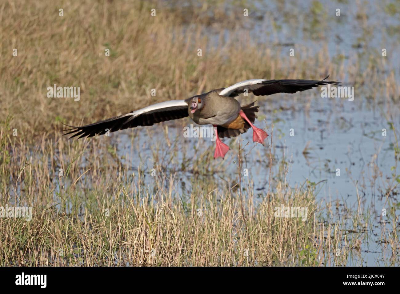 Egyptian Goose entrant dans le parc national de Chobe Botswana Banque D'Images