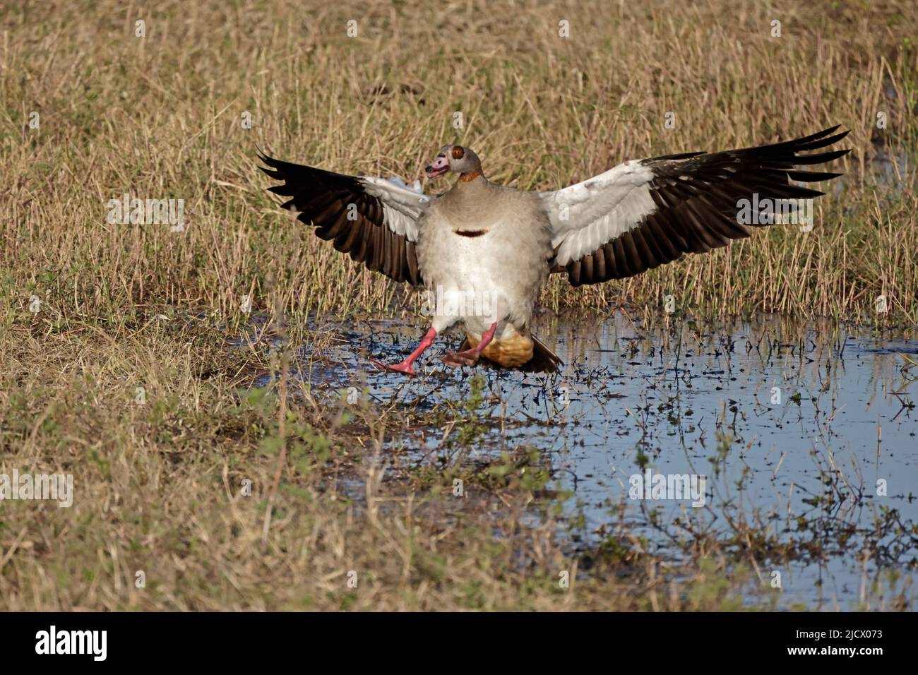 Egyptian Goose entrant dans le parc national de Chobe Botswana Banque D'Images
