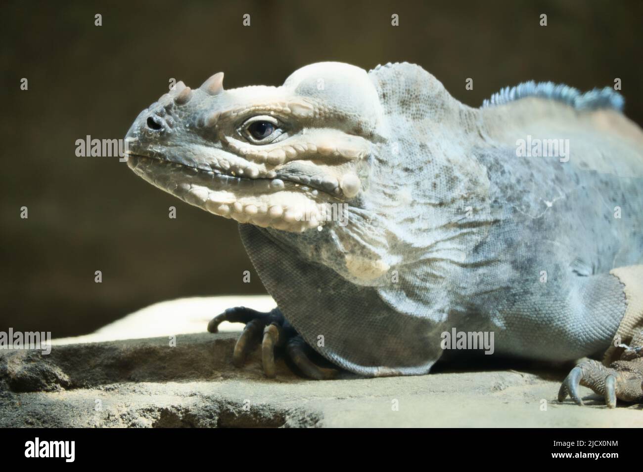 grand iguana allongé sur une pierre. Peigne épineux et peau squameuse. Photo d'animal d'un reptile Banque D'Images