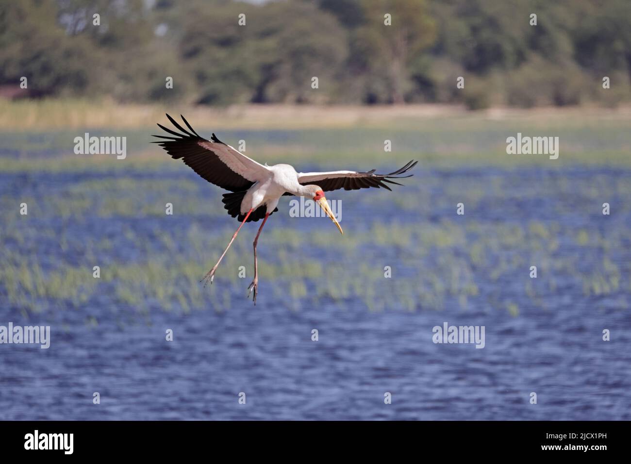 Porc à bec jaune entrant sur terre par la rivière Chobe Botswana Banque D'Images