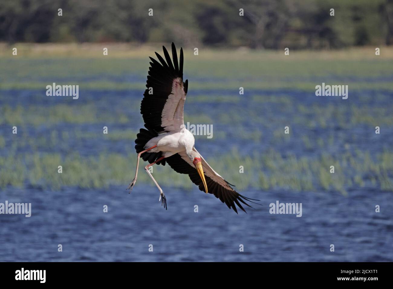 Porc à bec jaune entrant sur terre par la rivière Chobe Botswana Banque D'Images
