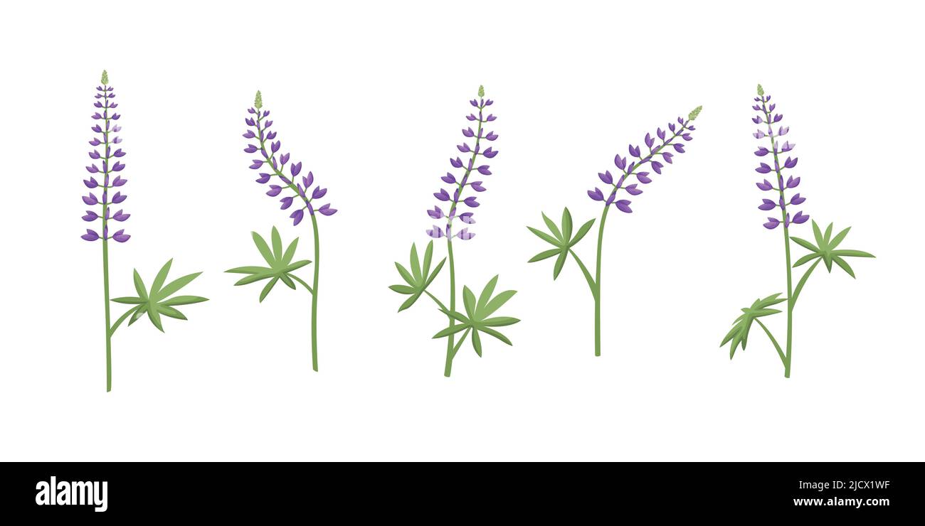 Ensemble vectoriel d'illustrations de fleurs lupin. Illustration de Vecteur