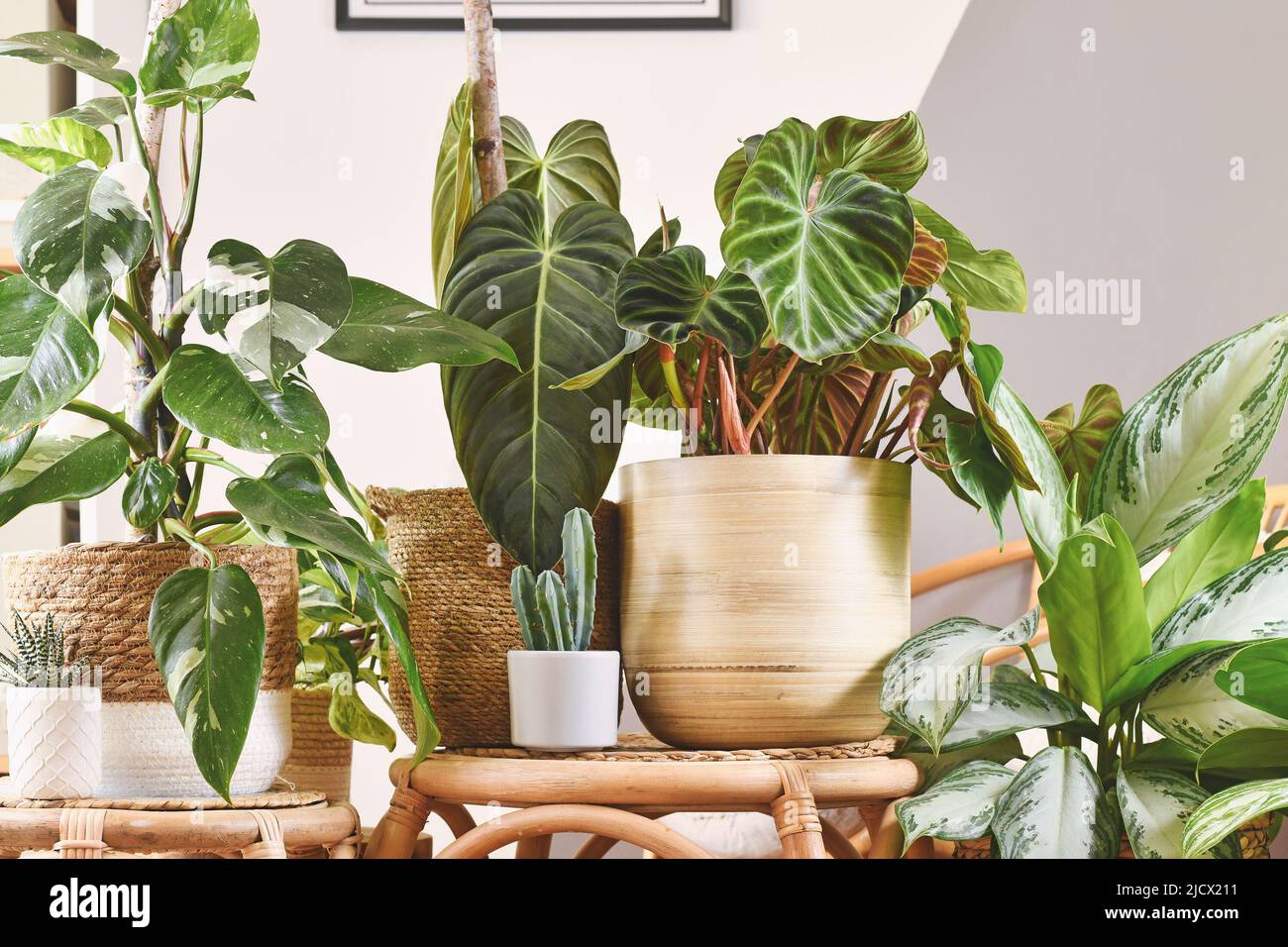 Jungle urbaine avec différentes maisons tropicales dans des pots de fleurs sur des tables en bois Banque D'Images