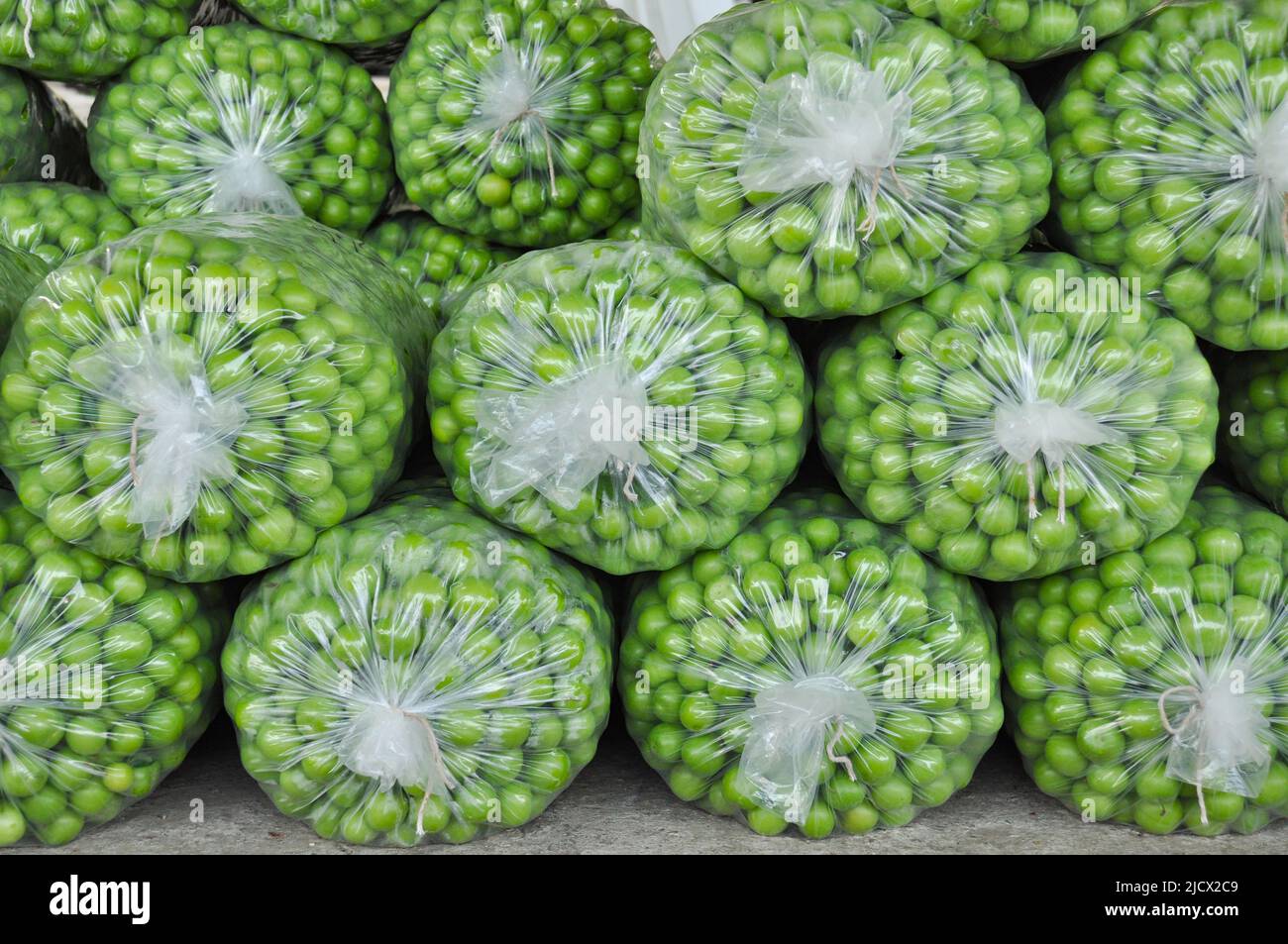 Prunes vertes fraîches naturelles récoltées dans de grands sacs en plastique. Variété connue sous le nom de « COE's Golden Drop ». Mise au point sélective. Banque D'Images