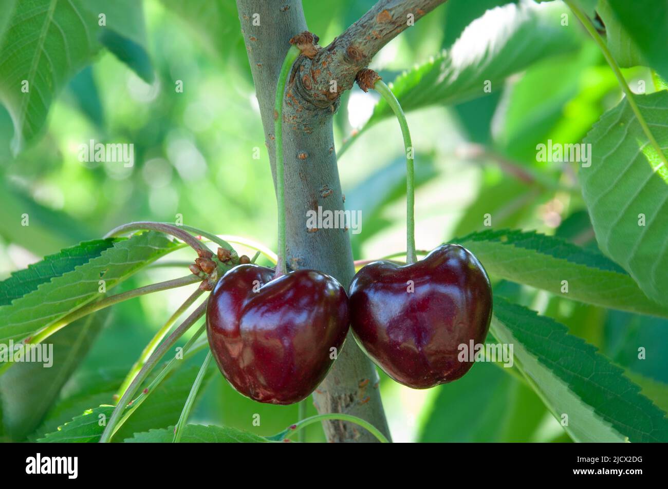 Cerises Napoleon bio et rouge doux avec des feuilles sur la branche et prêtes à la récolte à Manisa, Turquie. Mise au point sélective. Banque D'Images