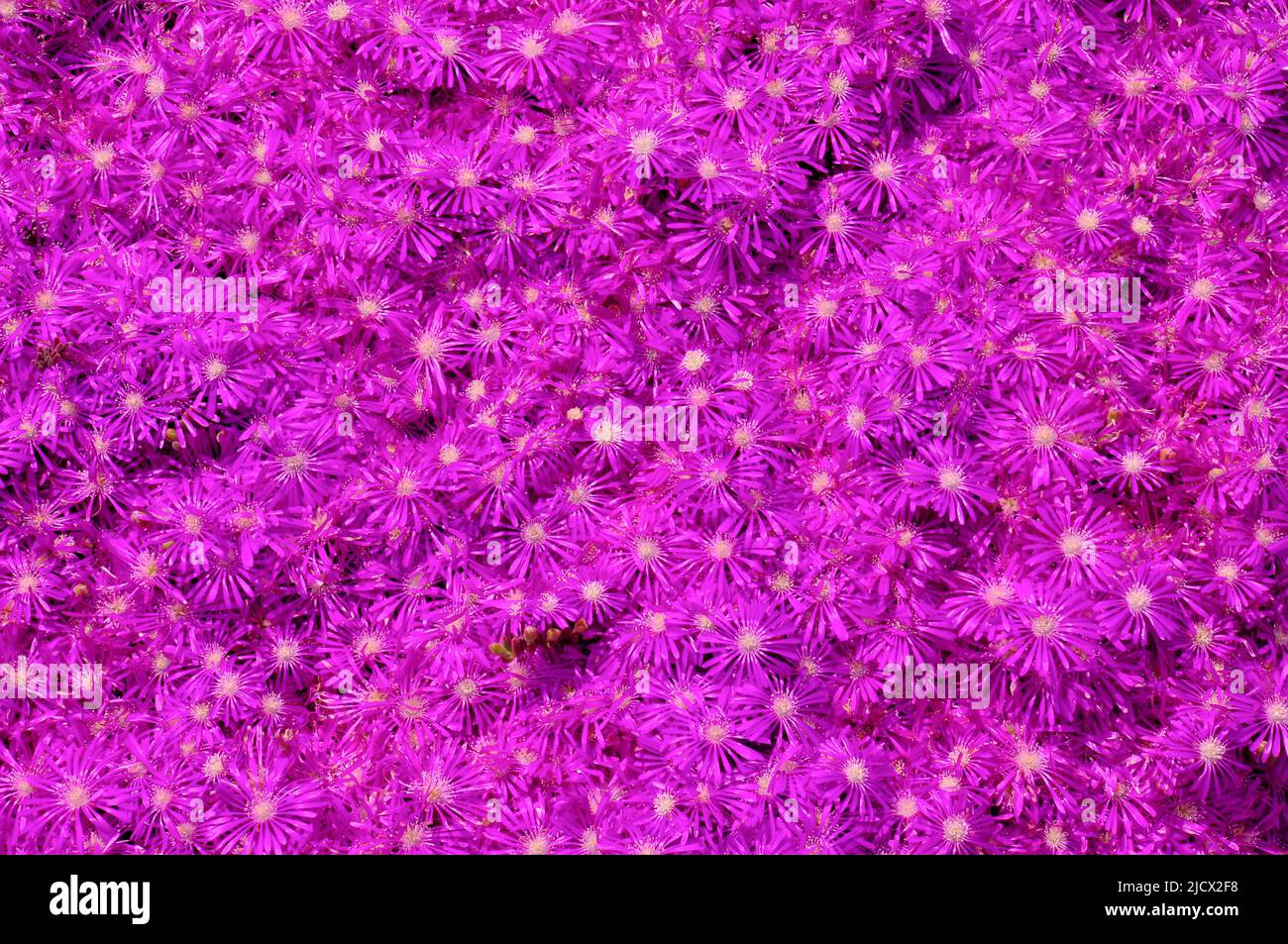 Delosperma cooperi ou lampranthus spectabilis ou plante de glace traînante ou tapis rose ou couvert de terre plante succulente fleurs belle floraison. Banque D'Images