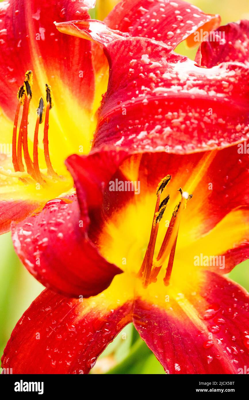 Jaune rouge le jour fleurit rouge jaune centre Banque D'Images