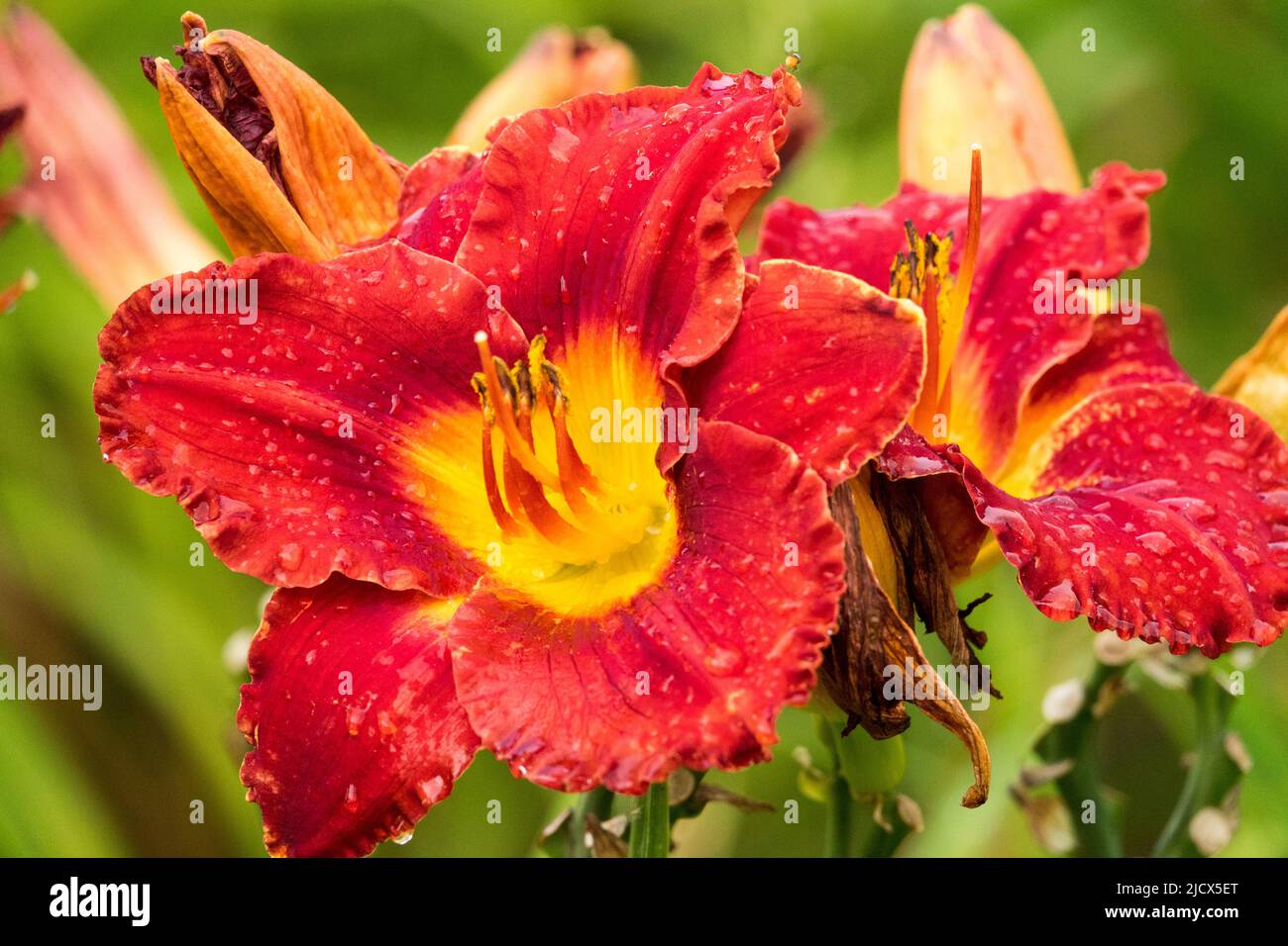 Mi-été, nénuphars, hémerocallis 'cramoisin', hémerocallis, été, Daylilas, rouge, fleurs Banque D'Images