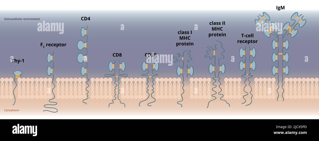 Protéines de la superfamille des immunoglobulines. Représentation schématique des protéines impliquées dans la capacité cellulaire de reconnaître d'autres cellules ou étrangères Illustration de Vecteur
