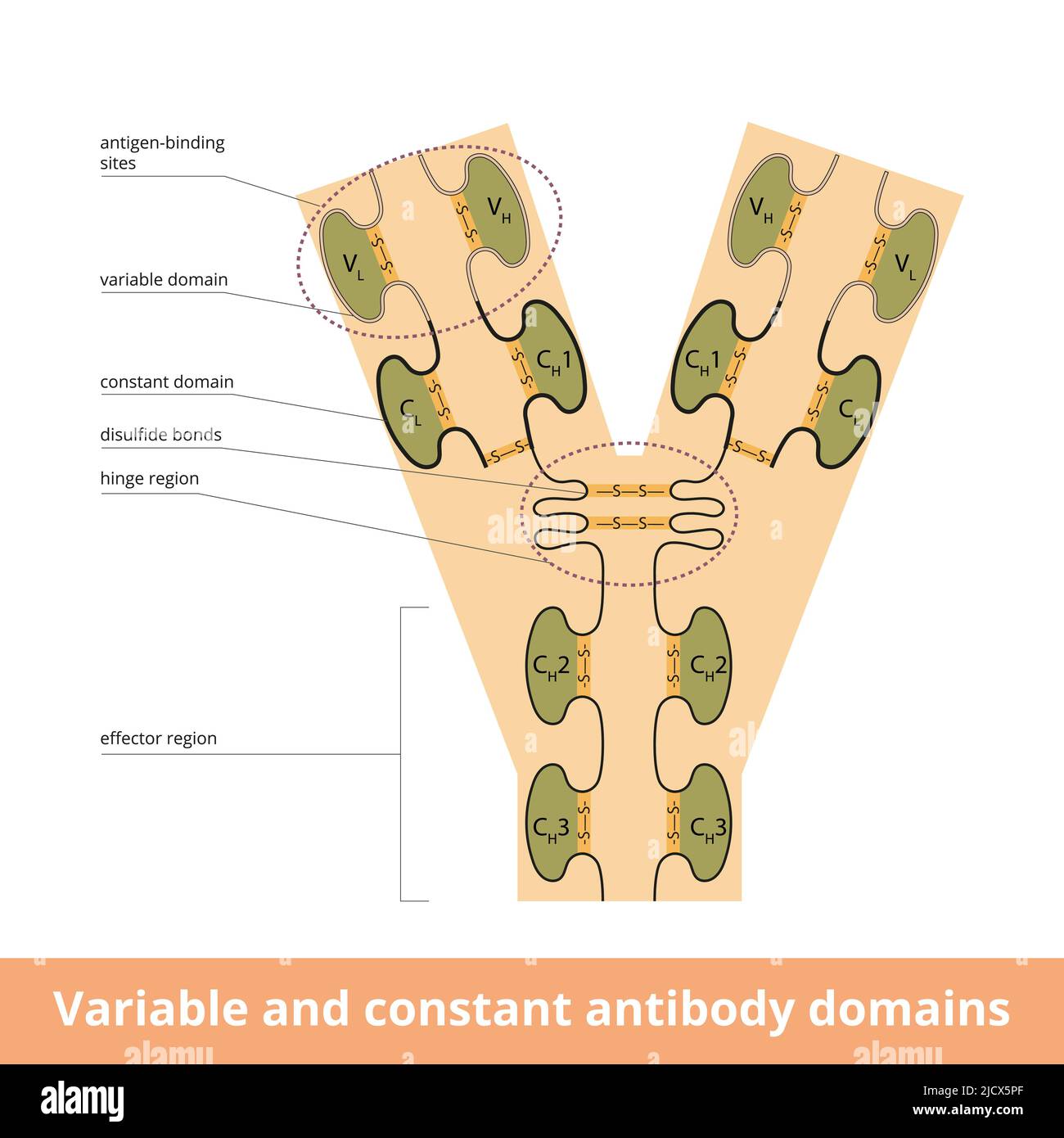 Domaines d'anticorps variables et constants. Domaines variables et constants dans les chaînes légères et lourdes d'un anticorps, ou immunoglobuline Illustration de Vecteur