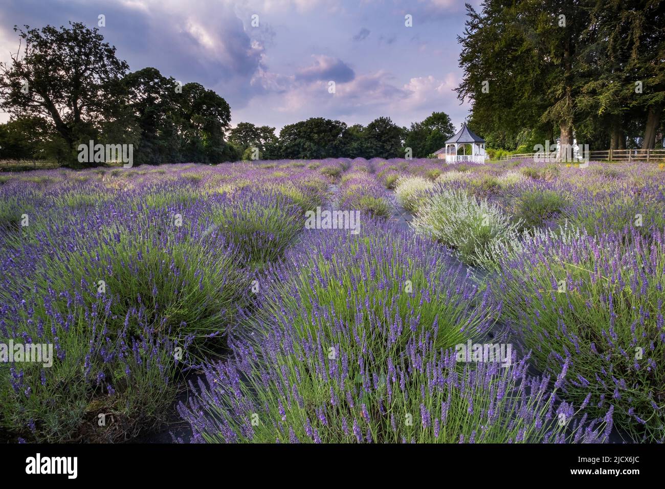 Un beau champ de lavande en été, Swettenham, Cheshire, Angleterre, Royaume-Uni, Europe Banque D'Images