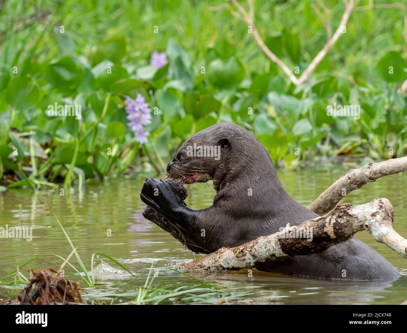 Loutre de rivière géant adulte (Pteronura brasiliensis), mangeant un poisson sur le Rio Tres Irmao, Mato Grosso, Pantanal, Brésil, Amérique du Sud Banque D'Images