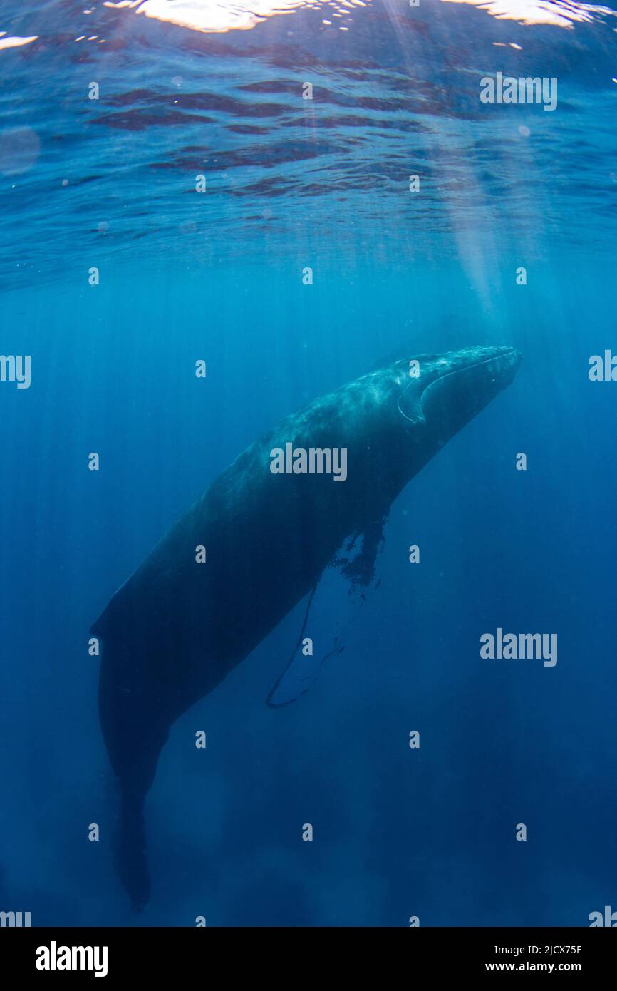 Baleine à bosse (Megaptera novaeangliae), adulte sous l'eau sur la banque d'argent, République dominicaine, grandes Antilles, Caraïbes, Amérique centrale Banque D'Images