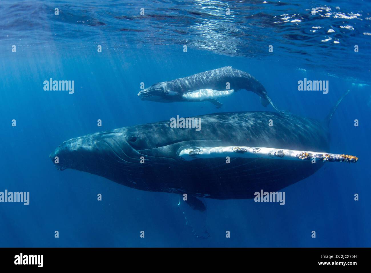 Baleine à bosse (Megaptera novaeangliae), mère et veau sous l'eau de la banque d'argent, République dominicaine, grandes Antilles, Caraïbes Banque D'Images