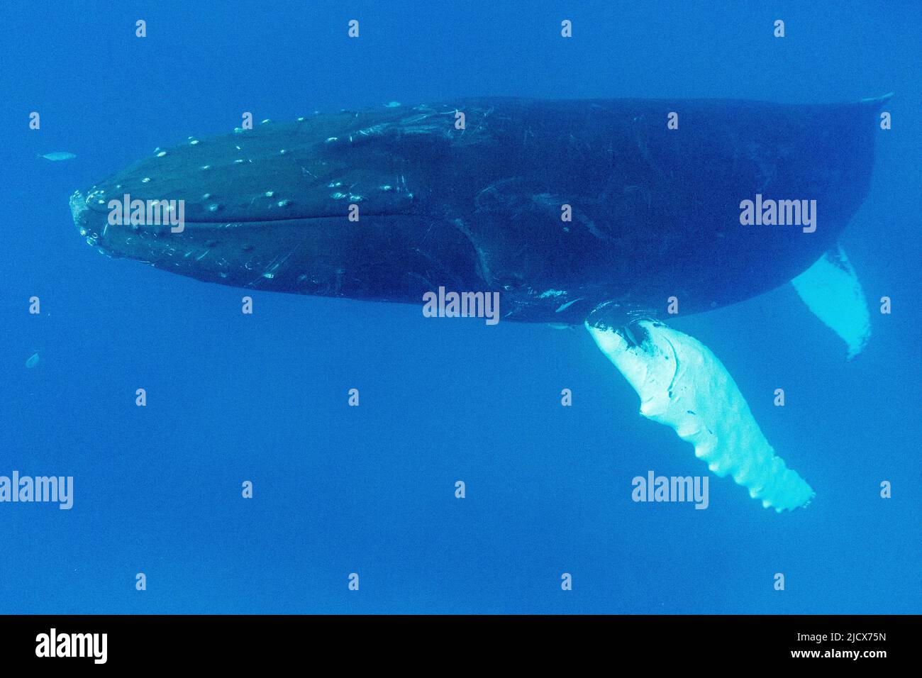 Baleine à bosse (Megaptera novaeangliae), adulte sous l'eau sur la banque d'argent, République dominicaine, grandes Antilles, Caraïbes, Amérique centrale Banque D'Images