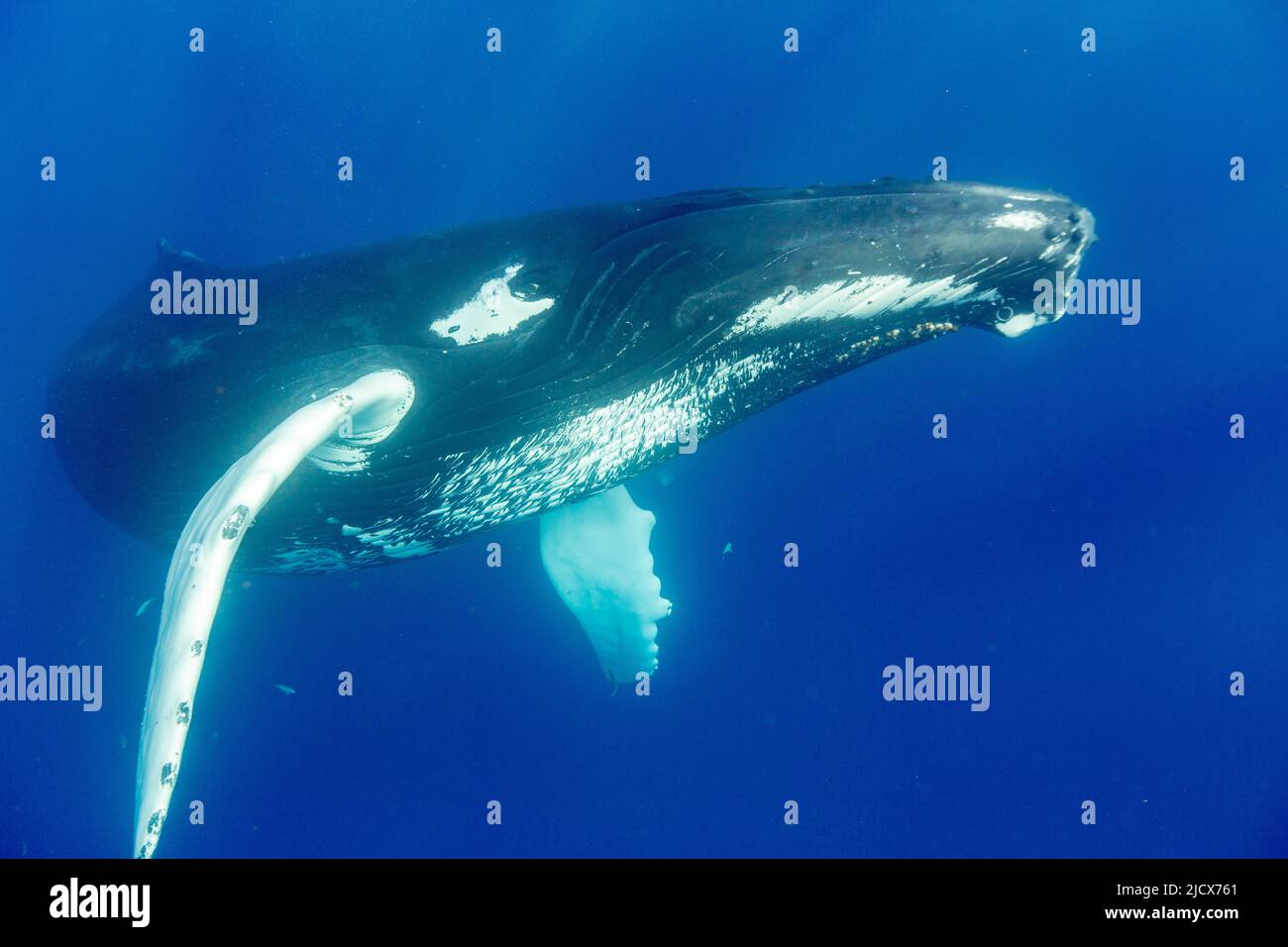 Baleine à bosse (Megaptera novaeangliae), adulte sous l'eau sur la banque d'argent, République dominicaine, grandes Antilles, Caraïbes, Amérique centrale Banque D'Images