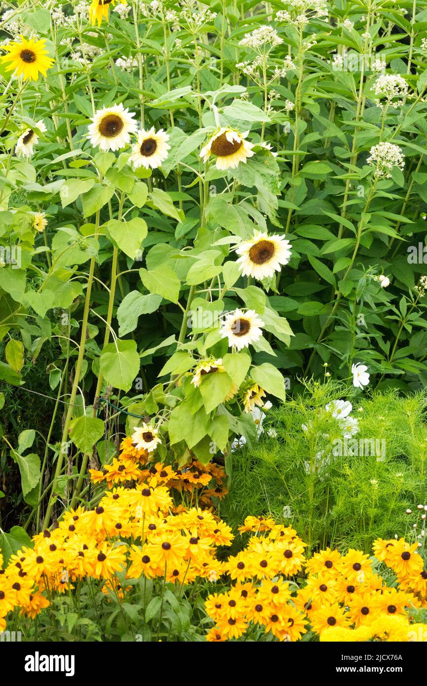 Fleurs solaires blanches de grandes plantes dans le jardin, fleurs d'été, jaune Rudbeckia Goldilocks Banque D'Images