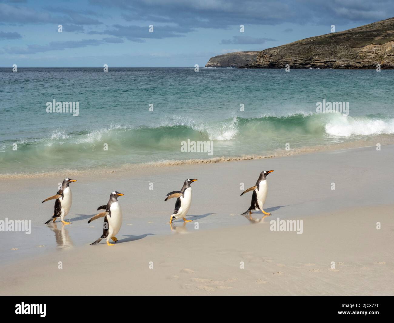 Pingouin Gentoo (Pygoscelis papouasie), adultes qui reviennent de se nourrir en mer sur la plage de New Island, Falklands, Amérique du Sud Banque D'Images