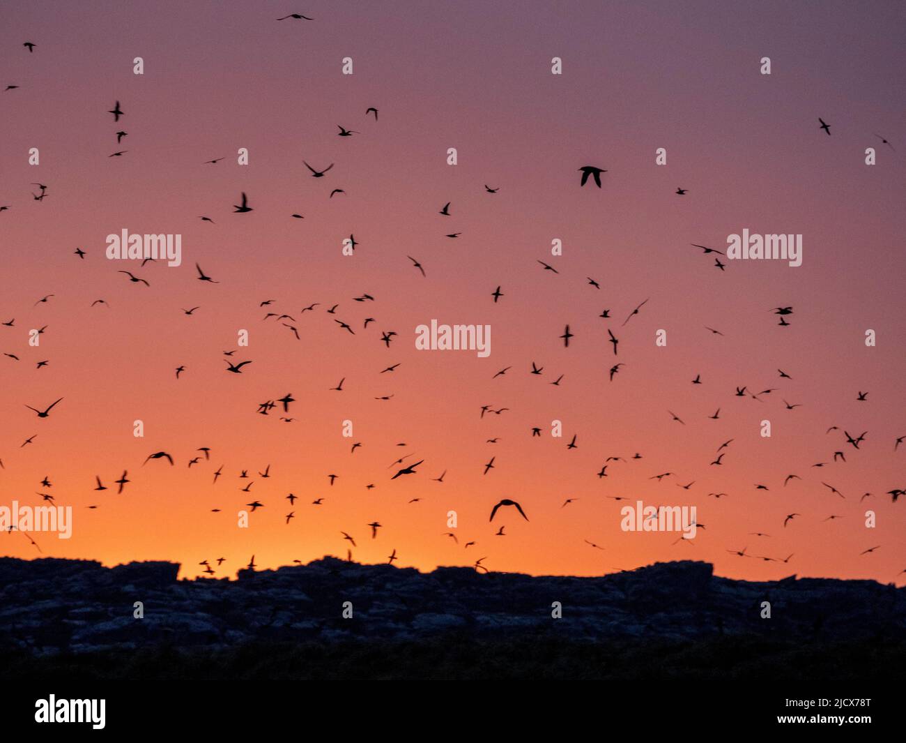 Des centaines de puisseaux (Ardenna grisea), viennent à rôtir au coucher du soleil sur Kidney Island, Falklands, Amérique du Sud Banque D'Images