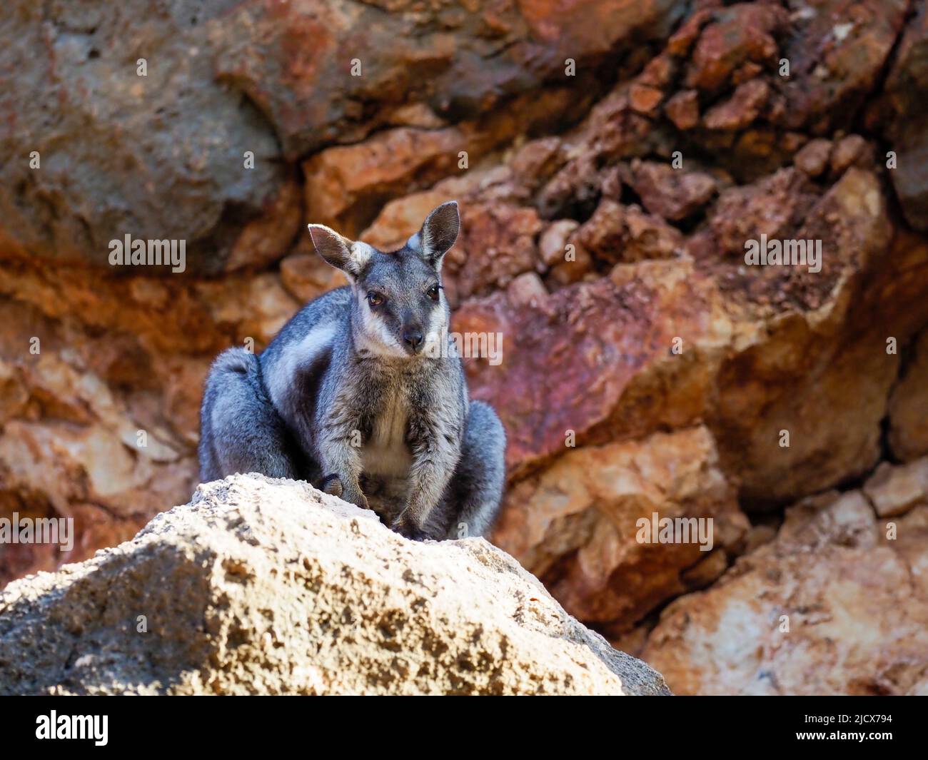 Wallaby de roche à pieds noirs adulte (Petogale lateralis), dans le parc national de Cape Range, Australie occidentale, Australie, Pacifique Banque D'Images