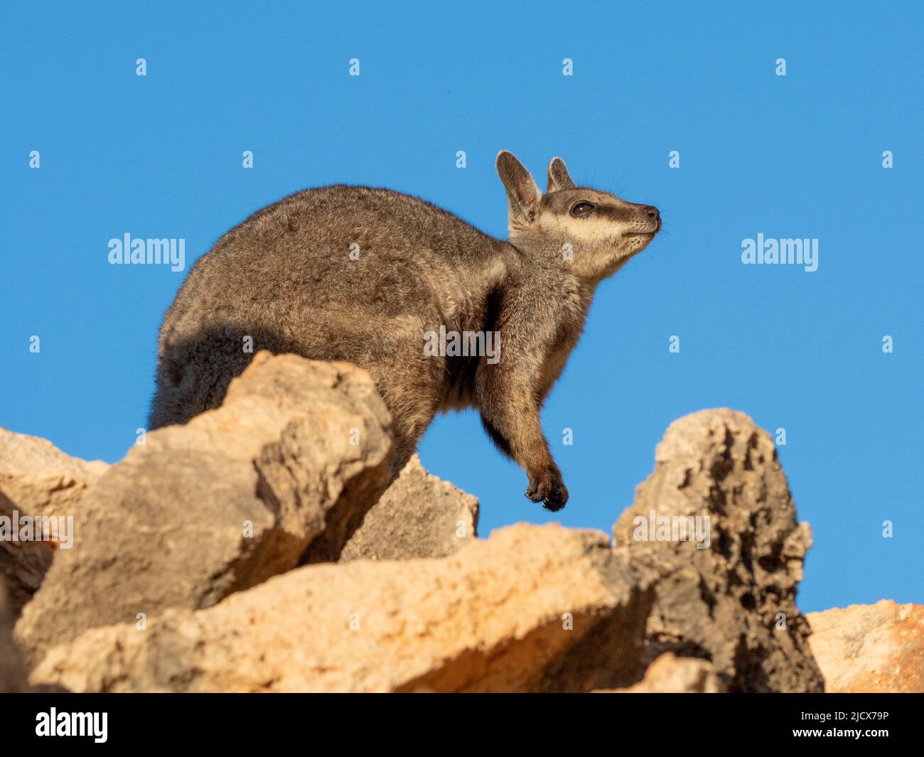 Wallaby de roche à pieds noirs adulte (Petogale lateralis), dans le parc national de Cape Range, Australie occidentale, Australie, Pacifique Banque D'Images