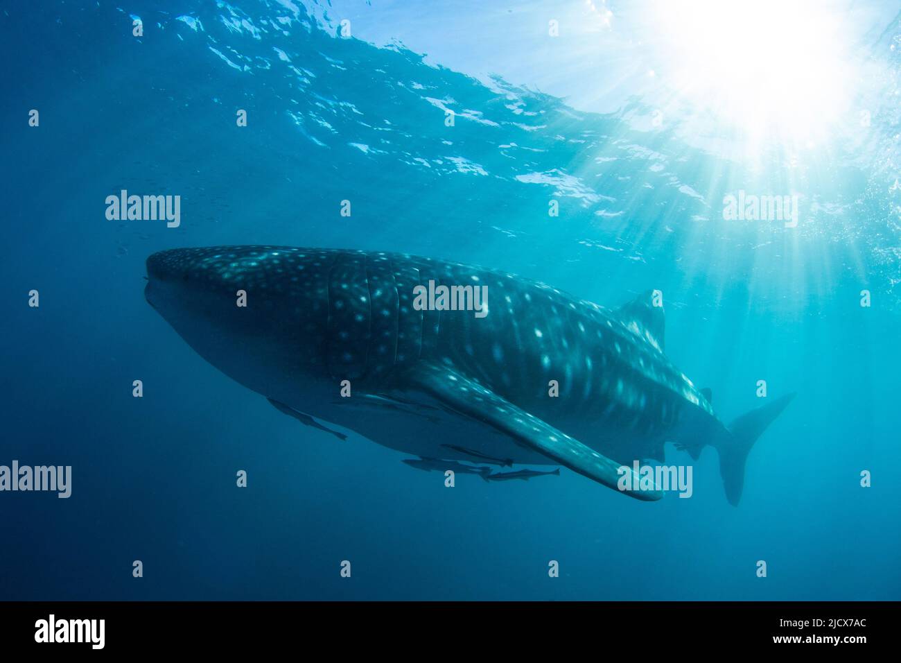 Requin baleine adulte (Rhincodon typus), sous l'eau sur le récif de Ningaloo, Australie occidentale, Australie, Pacifique Banque D'Images