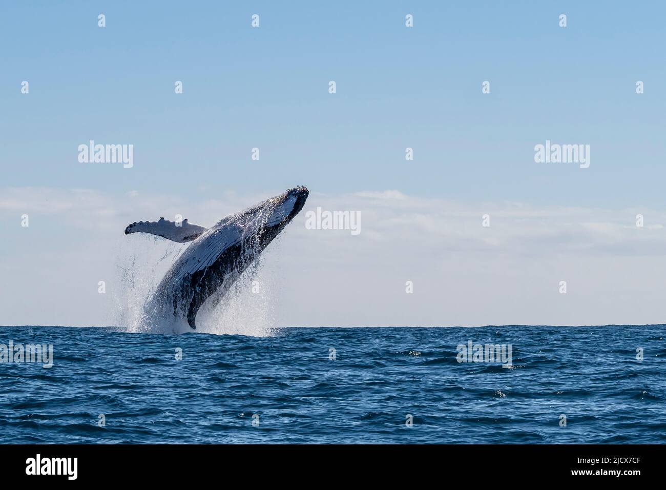 Baleine à bosse (Megaptera novaeangliae), braconnage adulte sur le récif de Ningaloo, Australie occidentale, Australie, Pacifique Banque D'Images