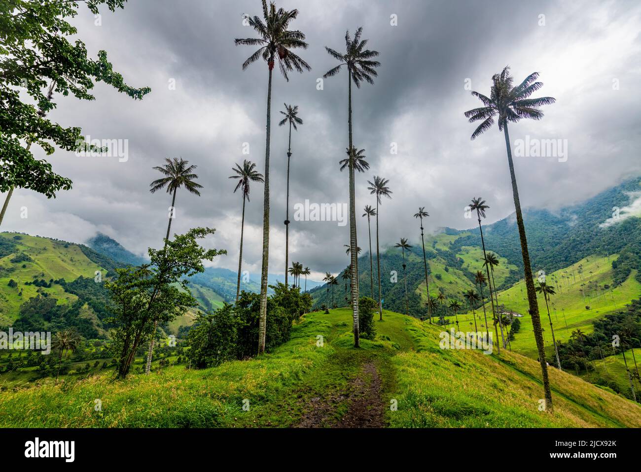 Palmiers à cire, les plus grands palmiers du monde, vallée de Cocora, site classé au patrimoine mondial de l'UNESCO, Paysage culturel du café, Salento, Colombie, Amérique du Sud Banque D'Images