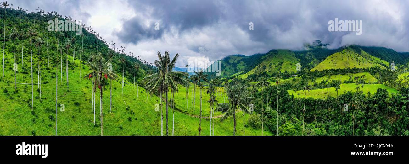 Palmiers à cire, les plus grands palmiers du monde, vallée de Cocora, site classé au patrimoine mondial de l'UNESCO, Paysage culturel du café, Salento, Colombie, Amérique du Sud Banque D'Images