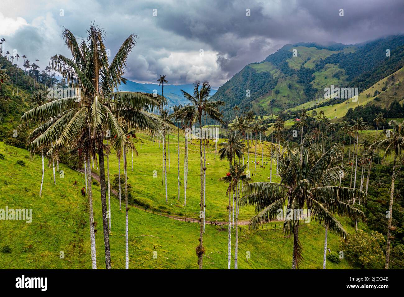 Palmiers à cire les plus grands palmiers du monde, la vallée de Cocora, site classé au patrimoine mondial de l'UNESCO, Paysage culturel du café, Salento, Colombie, Amérique du Sud Banque D'Images