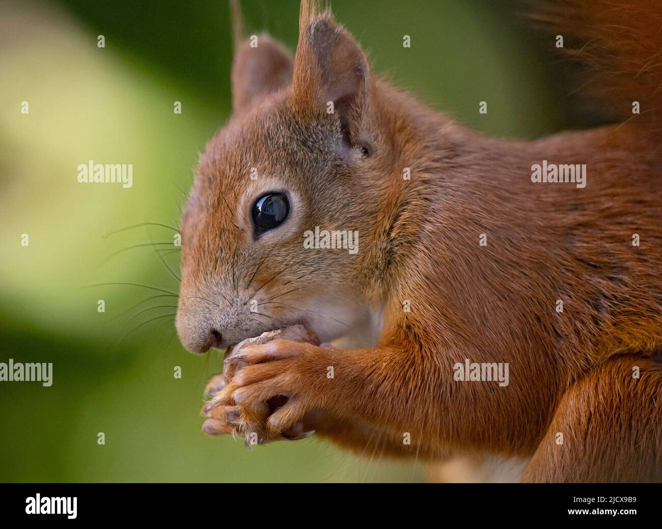 Munich, Allemagne. 16th juin 2022. Un écureuil est assis sur un seuil de fenêtre en mangeant une noisette. Credit: Sven Hoppe/dpa/Alay Live News Banque D'Images