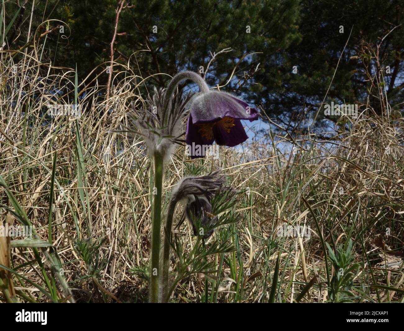 Pulsatilla pratensis. Fleurs pourpres foncé, à têtes de fourrure, au début de mai Banque D'Images