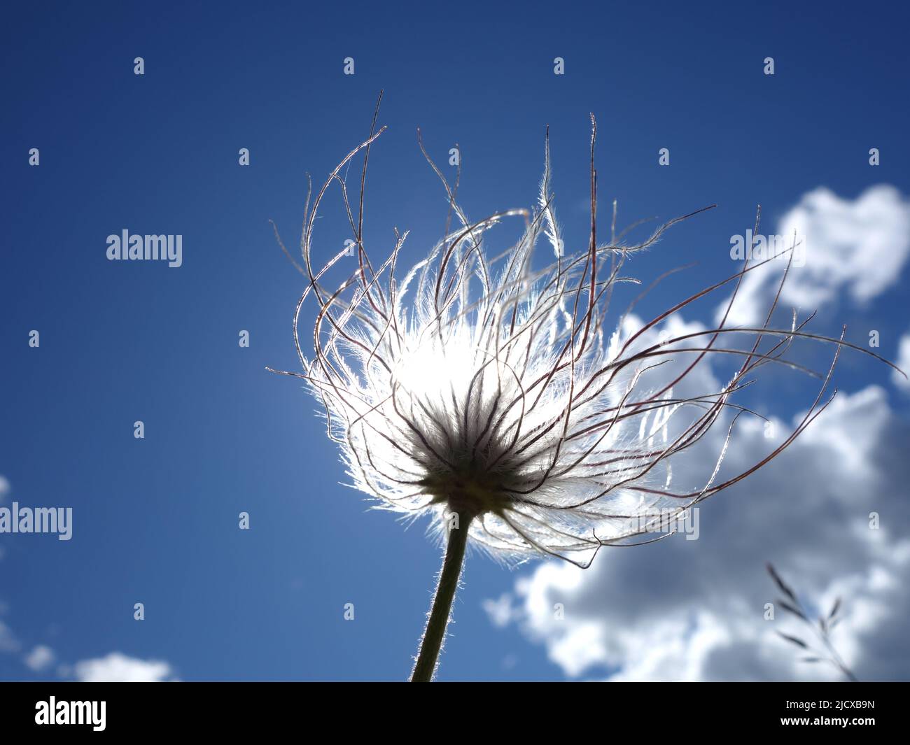 Fleur ressemblant à du coton Banque de photographies et d'images à haute  résolution - Alamy