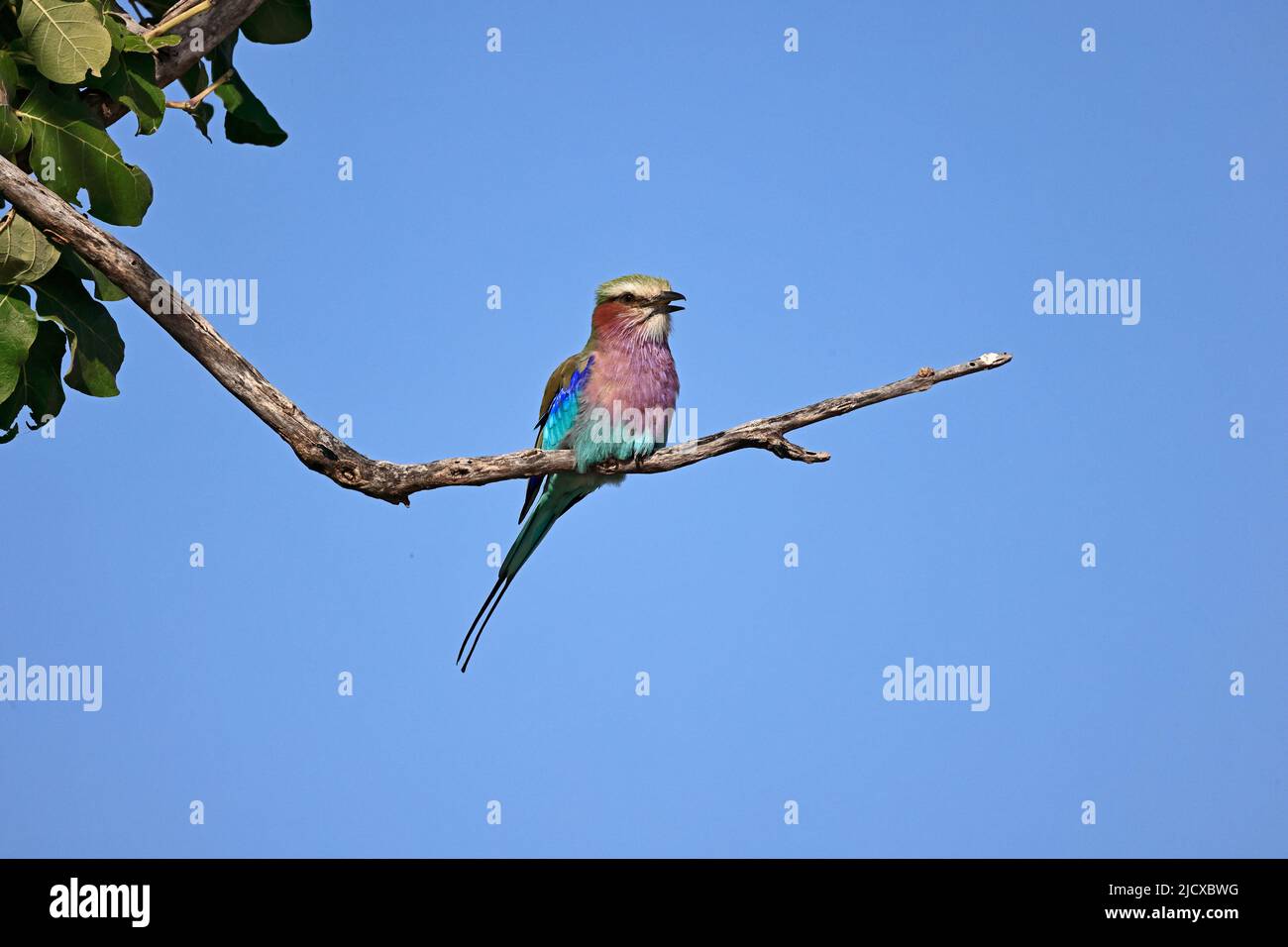 Rouleau à coupe lilas sur une succursale dans le parc national de Chobe, Botswana Banque D'Images
