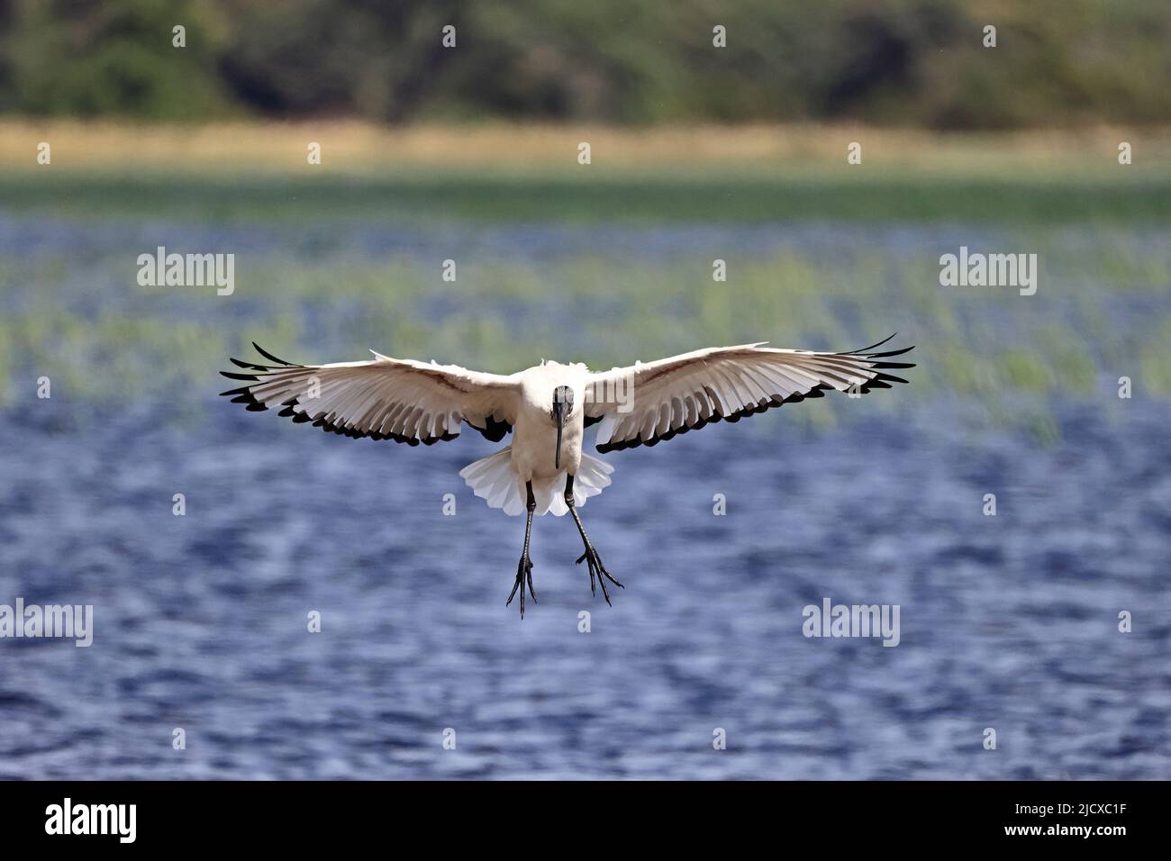 Ibis sacré entrant dans la terre par le fleuve Chobe Botswana Banque D'Images