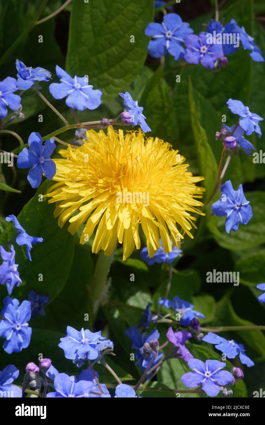 Myosotis est un genre de plantes à fleurs de la famille des Boraginaceae, et Taraxacum est un grand genre de plantes à fleurs de la famille des Asteraceae. Banque D'Images