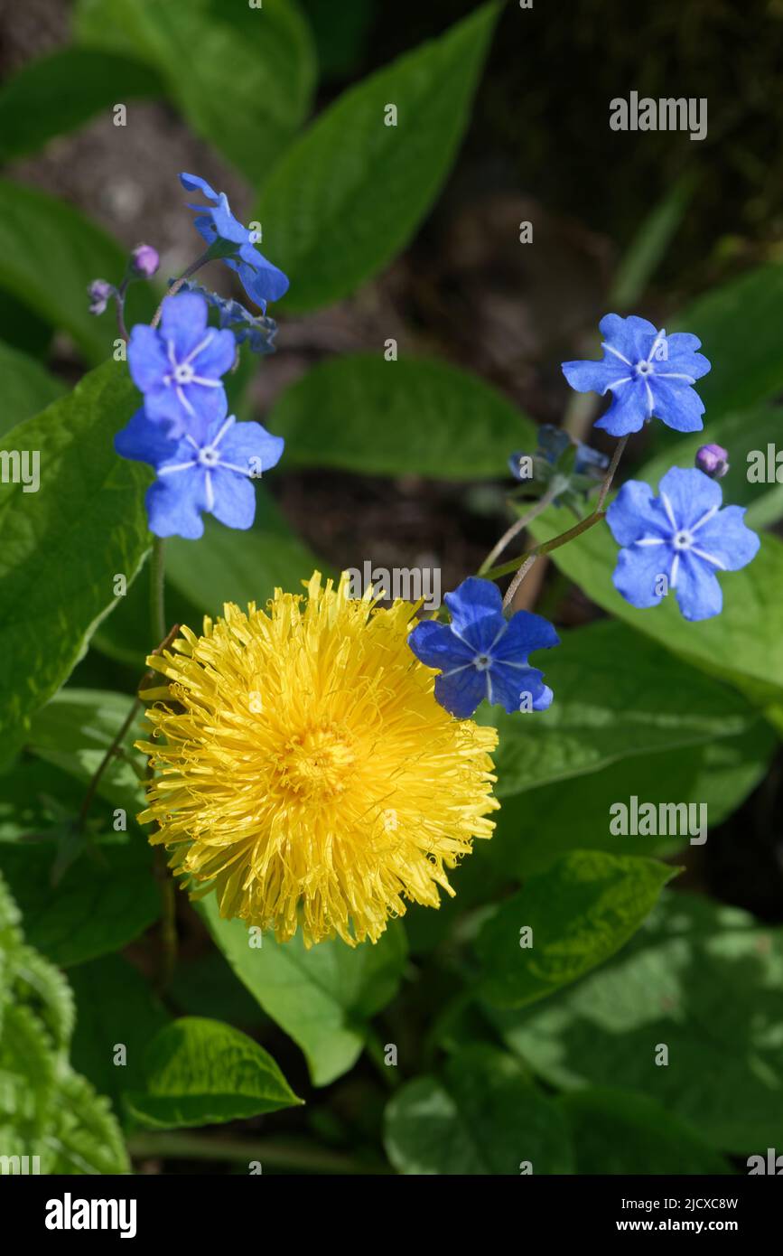 Myosotis est un genre de plantes à fleurs de la famille des Boraginaceae, et Taraxacum est un grand genre de plantes à fleurs de la famille des Asteraceae. Banque D'Images