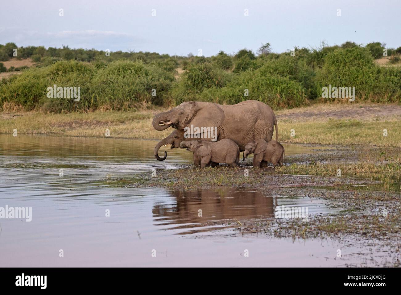 Groupe d'éléphants buvant de la rivière Chobe Botswana Banque D'Images