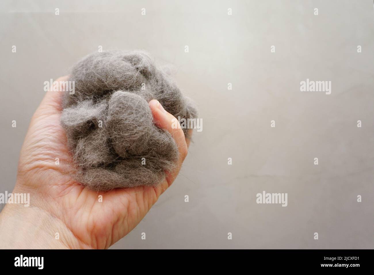 Pile de fourrure de chat peignée de chat écossais plient vue rapprochée de chat Banque D'Images