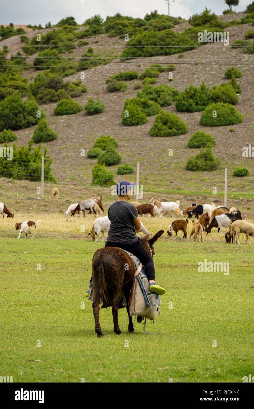 4 juillet 2021 dinde d'Eskisehir enfant de Shephard qui hante les moutons sur les champs verts avant la fin de la sacrification Banque D'Images