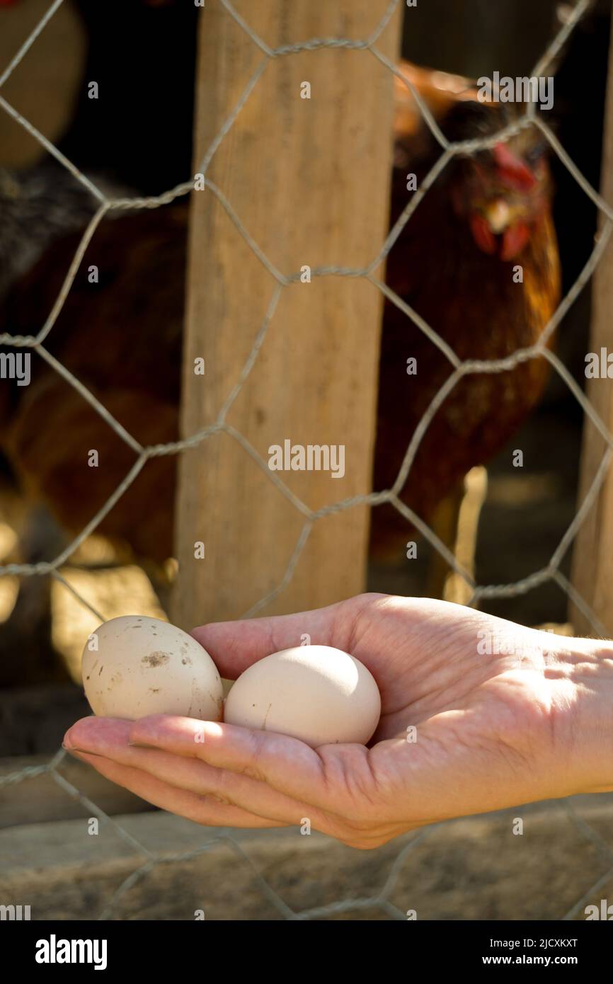 Oeuf de village dans la main de femme fraîchement hors de la coop Banque D'Images